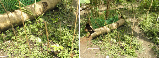 Images of plantings under banana tree