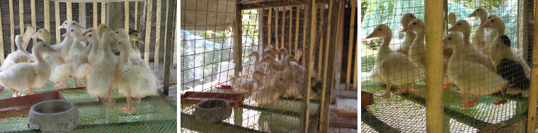 Images of ducklings in a pen