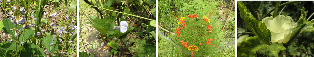 Images of various flowers in a tropical garden