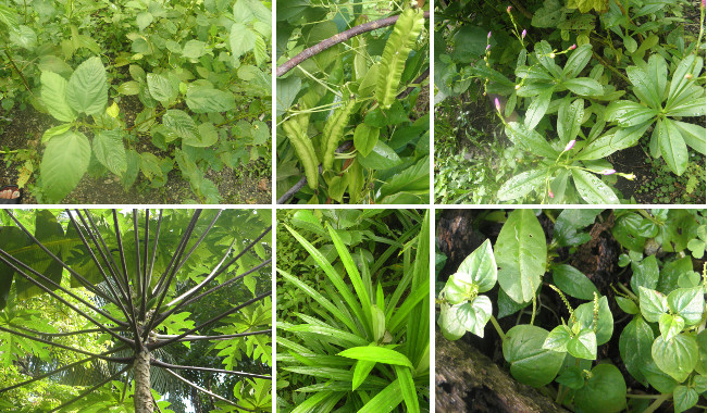 Images of vegetables growing in tropical garden