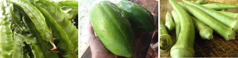 Images of vegetables harvested from tropical garden