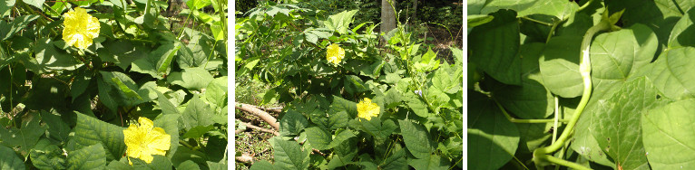 Images of young luffa