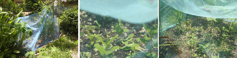 Images of mosquito net used in tropical garden as
        protection against chickensas