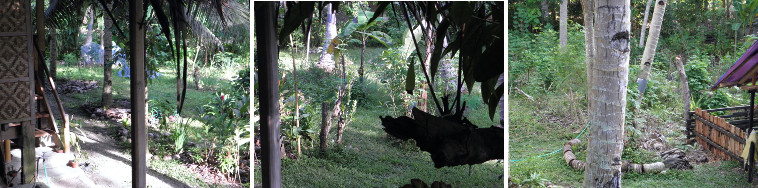 Images of tropical garden panorama