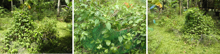 Images of unruly tropical garden patch that needs
          tidying