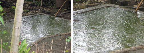 Images of rain in a tropical garden