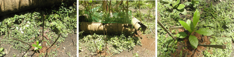 Images of recently planted cofee and cashew seedlings