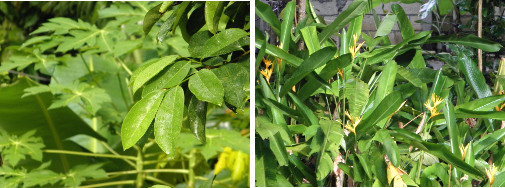 Images of tropical sunshine after rain