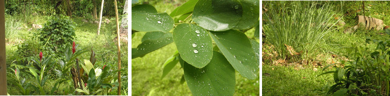 Images of light after tropical rain