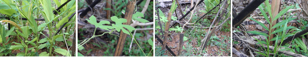 Images of plants growing in a tropical garden patch