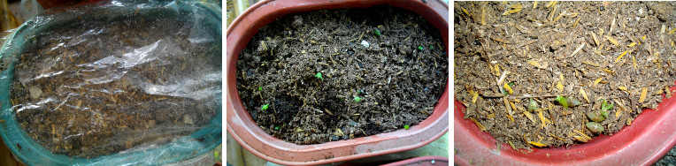 Images of recently sown and recently sprouted cacti