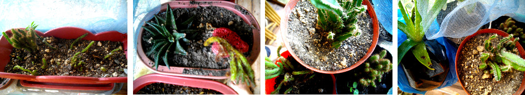 Images of cacti in pots on tropical
        balcony