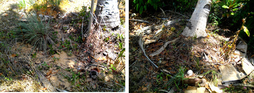 Images of coconut patch with rice
        hulls applied and one without