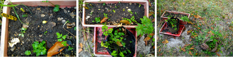 Images of Coriander rootsplanted in a pot