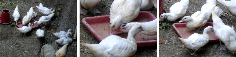 Images of young ducks eating