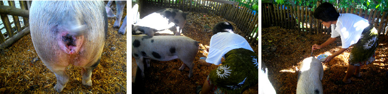 Images of pig's genitals being painted with
            antibiotic