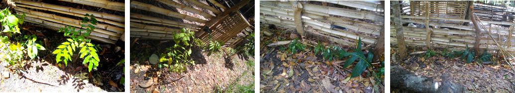 Images of hedge planted alonside goat
        pen fence