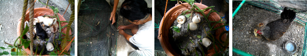 Images of nesting Hen with chicks being moved to safer
        place