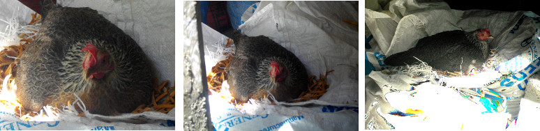 IMages of hen sitting on nest in a pile of sacks