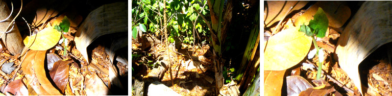 Images of bean sprouting in a tropical garden