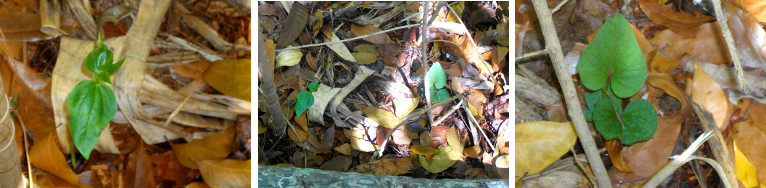 Images of young bean plants in tropical
        garden