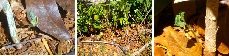 Images of beans sprouting in tropical
          garden