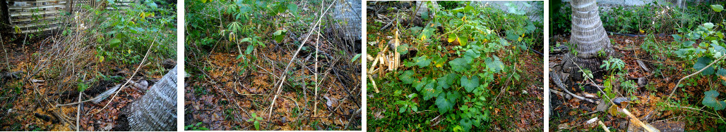 Images of wild tropical garden patch