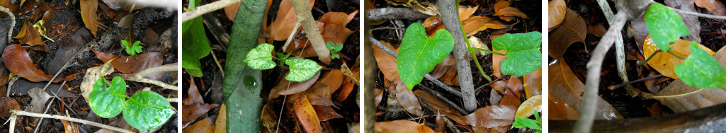 Images of Beans sprouting in garden