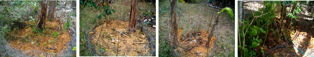 Images of various tropical garden patches recently
        planted with Paprika and Tomato seeds