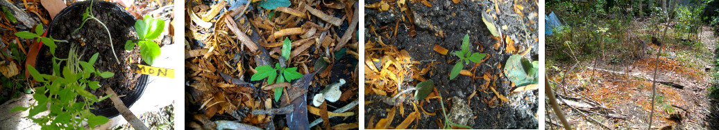 Images of tomato plants being transplanted