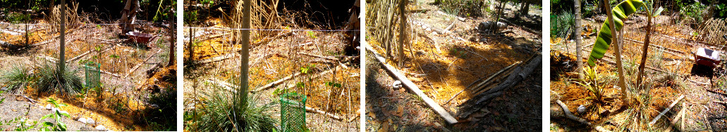 Images of Tropical Garden patches covered with rice hull
        and sawdust