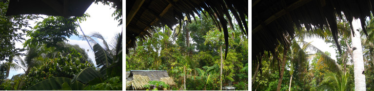 Images of overcast tropical sky