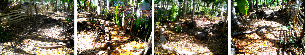 Image of cleared area in a tropical
        garden