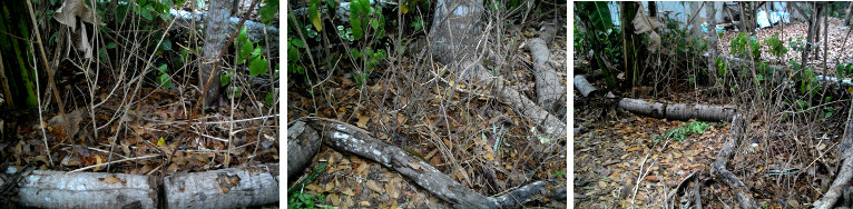 Images of garden hedge patches planted with sticks