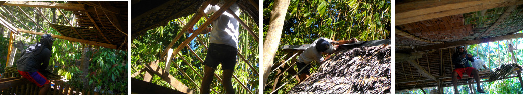 Images of construction of nipa roof for pig pen