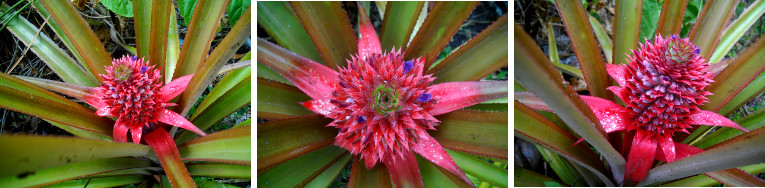 Images of pineapple growing in tropical garden