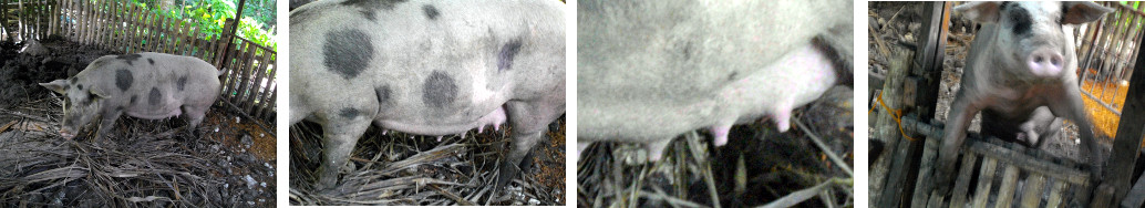 Images of backyard tropical pig nearly
        ready for farrowing