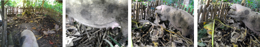 Images of tropical backyard sow building a nest for
        farrowing