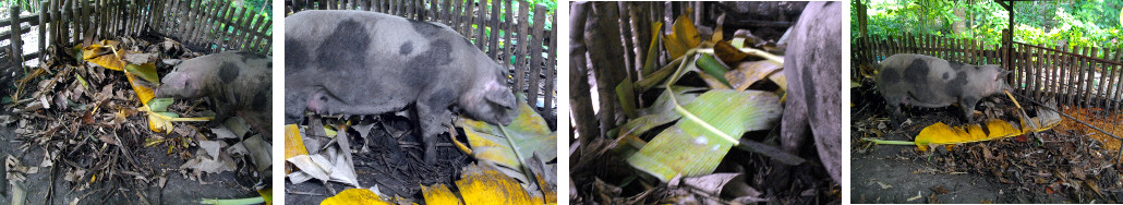 Images of tropical backyard sow building a nest before
        farrowing