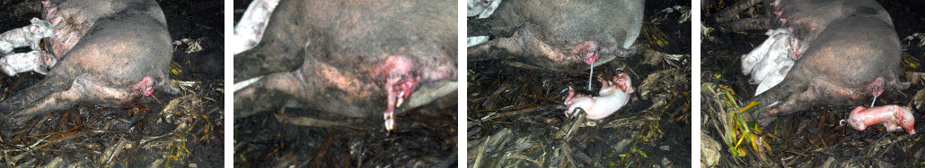 Images of tropical backyard sow giving birth