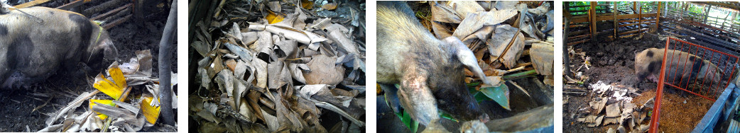 Images of pig building a nest before farrowing in
        tropical backyard