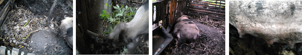 Images of tropical backyard sow resting and eating
        before farrowing