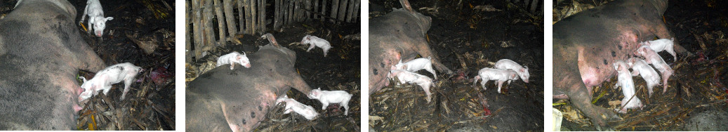 Images of newborn piglets in tropical backyard pen