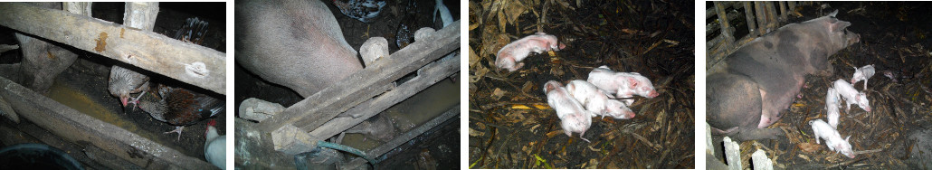 Images of sow with new born piglets in tropical
        backyard