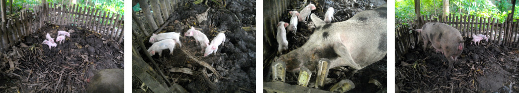 Images of sow with newborn piglets in tropical backyard
        pen