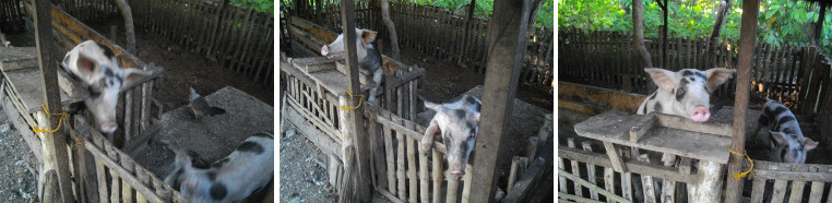 Images of two pigs in neighbouring pens