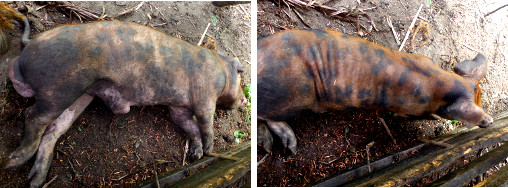 Images of pig waking up from a nap
