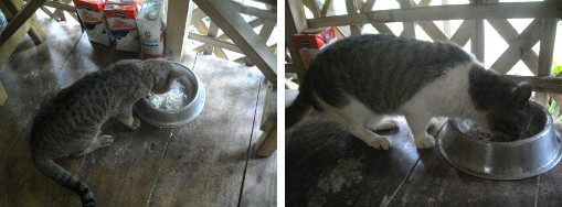 Images of cats eating on tropical balcony