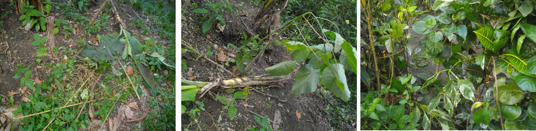 Images of damage to plants by felled tree