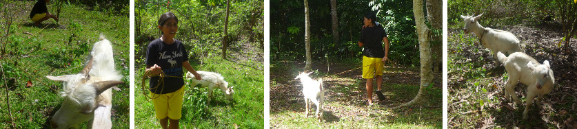 Images of goat being lead away -leaving mother and
          brother behind